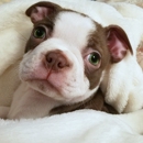 Animal Medical Center - Veterinary Specialty Services
