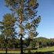 A CUT ABOVE TREE CARE AND REMOVAL