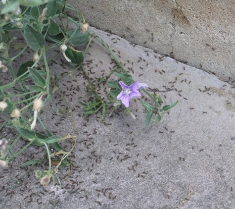 Scorpion Pest Management Pty Ltd - Glenorchy, TAS