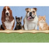 Companion Animal Hospital of Live Oak Inc gallery