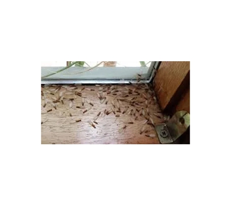 BP Homecare Pest Control - North Perth, WA