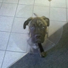 Eye Care for Animals - Torrance gallery