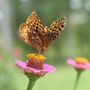 Mount Eagle Photography gallery
