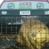 Ace's Wildlife Removal gallery