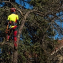 Julio's Tree Services - Tree Service