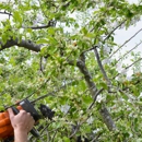 Rob's Tree Service - Tree Service