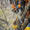 IMB Tree Service gallery