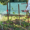 Critter Control gallery