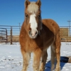 Front Range Equine Rescue gallery