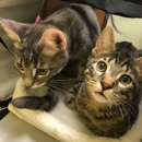 Eldorado Pet Hospital - Veterinarians