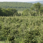 Brown's Tree Farm