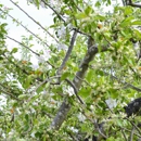 HN Tree Care - Tree Service