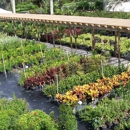 El Chino Nursery - Nurseries-Plants & Trees