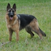 Rallhaus German Shepherds gallery