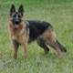 Rallhaus German Shepherds