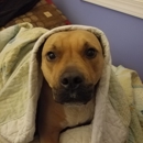 Lakewood Veterinary Hospital - Veterinarians
