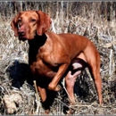 White River Vizsla and Weimaraner - Pet Stores