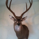 Bush Creations llc Taxidermy & Outfitters - Taxidermists
