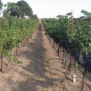 Central Coast Wine Tour Adventures - Wineries