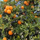 Moon Valley Nurseries - Garden Centers