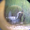 Connecticut Audubon Coastal Center gallery