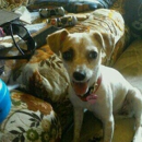Petco - Pet Services