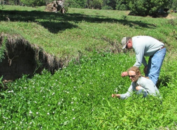Far North Coast Weeds - Monaltrie, NSW
