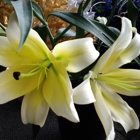 Tropical Interiors Florist
