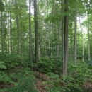 Greater Michigan Timber Management - Management Consultants