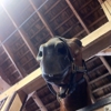 North Wind Stables LTD gallery