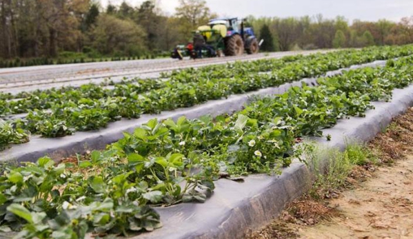 Miller Farms Market - Locust Grove, VA