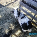 Tumble Over Acres Rescue
