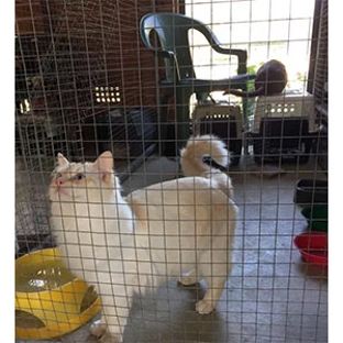 Glenhaven Boarding Cattery - Glenhaven, NSW