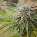 Elevate Holistics Medical Marijuana Doctors - Physicians & Surgeons