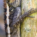 Cumberland Wildlife Removal - Pest Control Services