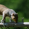 Daddy’s Pest Solutions gallery