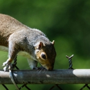 Little Rock Lawns - Pest Control Equipment & Supplies