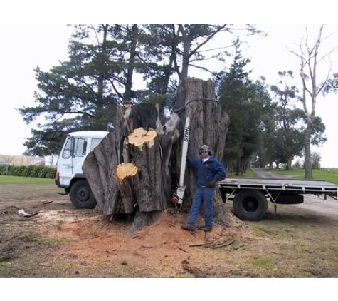 Professional Tree Care Services - Kew, VIC. Cleaning and Removal