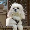 Walks and Wags Inc. gallery