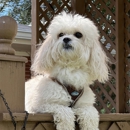 Walks and Wags Inc. - Kennels