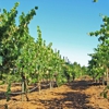 Principe di Tricase Winery gallery