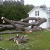 Zach's Tree & Stump Removal gallery