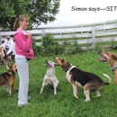 Positive Foundation Dog Training - Dog Training