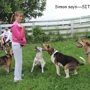 Positive Foundation Dog Training