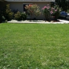perez ,landscaping &  tree service gallery