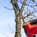 Alpine Tree Service - Tree Service