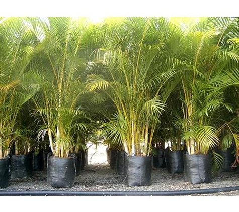 Mad About Plants - Wrights Creek, QLD