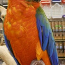 Birds Exotic By Todd Marcus - Birds & Bird Supplies
