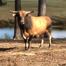 Longbranch Rodeo Inc - Rodeos