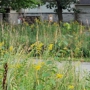 Lime Creek Nature Center